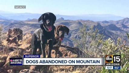 Dogs found abandoned on Arizona mountain