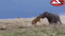 Hippo Attacks - Hippo vs Lion, Zebra, Wild Dogs, Buffalo, Rhino, Ampala, Human