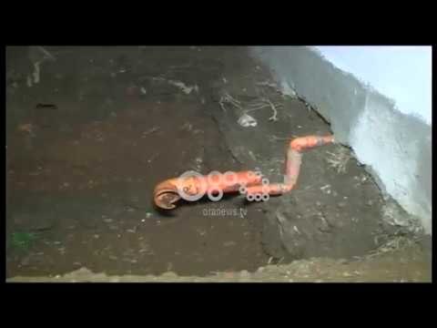 Ora News - Maliq, punëtorët gjejnë eshtra njeriu në kanalin e qendrës shëndetësore