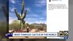 Taylor Swift's Instagram photo with a cactus goes viral before Valley concert
