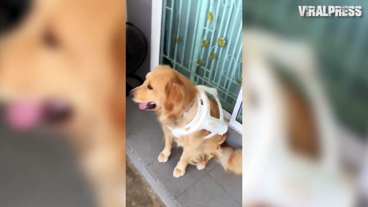 Golden Retriever Stuck In Plastic Stool