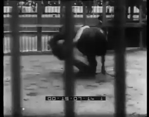 SORPRENDENTE : Enfrentamiento de una Toro de lidia Bravo y un León (1894)