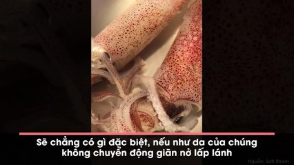Cận cảnh da mực ống lấp lánh khiến ai nấy đều nổi da gà hút hơn triệu lượt xem
