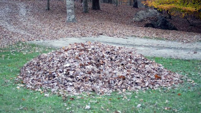 Otac je prikupljao lišće na hrpu kako bi ga otpuhao: Pao je od straha kada je otkrio što se skriva ispod