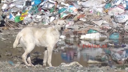 Plehrat mbulojne Gramshin