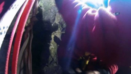 Yavru kedi kurtarma seferberliği