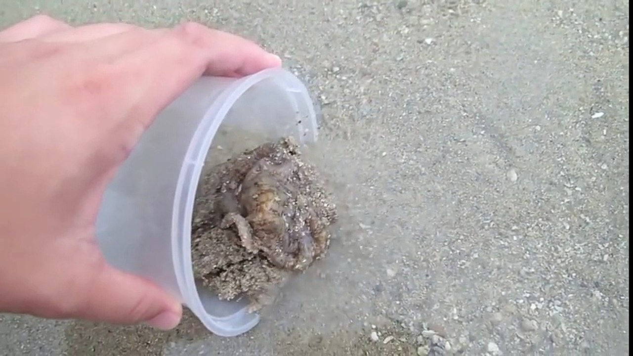 Čovjek spasio hobotnicu koja se nasukala, zauzvrat je dobio neočekivanu zahvalu koju nikada neće zaboraviti