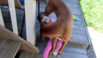 Dog Protecting Baby Compilation NEW