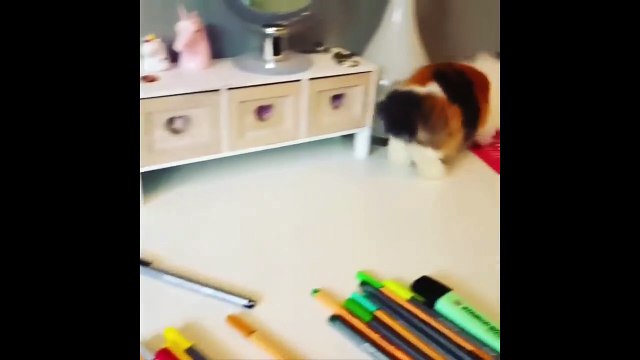 Funny Baby Bunny Rabbit Videos Cute Rabbits Compilation 2018