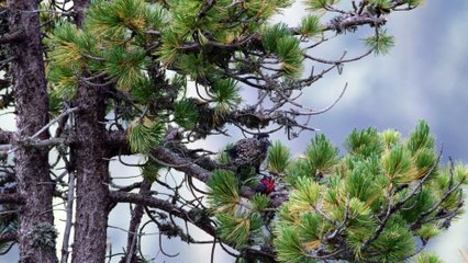 Wild Castles Series 1 5of5 Neuschwanstein The False Paradise