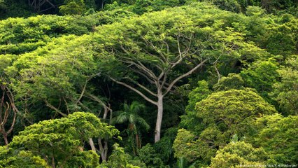 Madeira como reservatório de CO2
