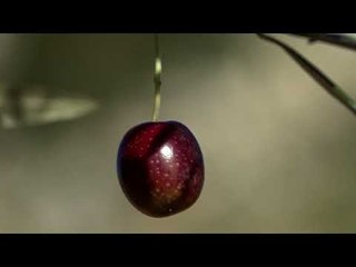 Histori Shqiptare nga Alma Çupi - Spoti, Vaji i ullirit Vlore, 28 nentor 2017