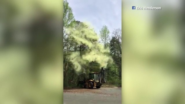 Si vous êtes allergiques aux pollens, n'approchez surtout pas de cet arbre...