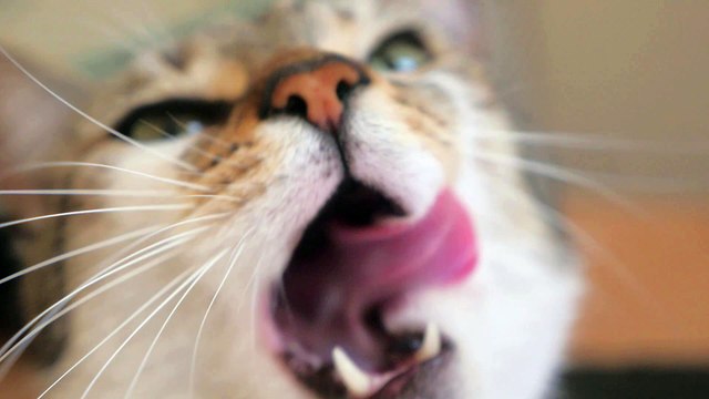 Sur tes lèvres Ciné Fabrique concours 2018