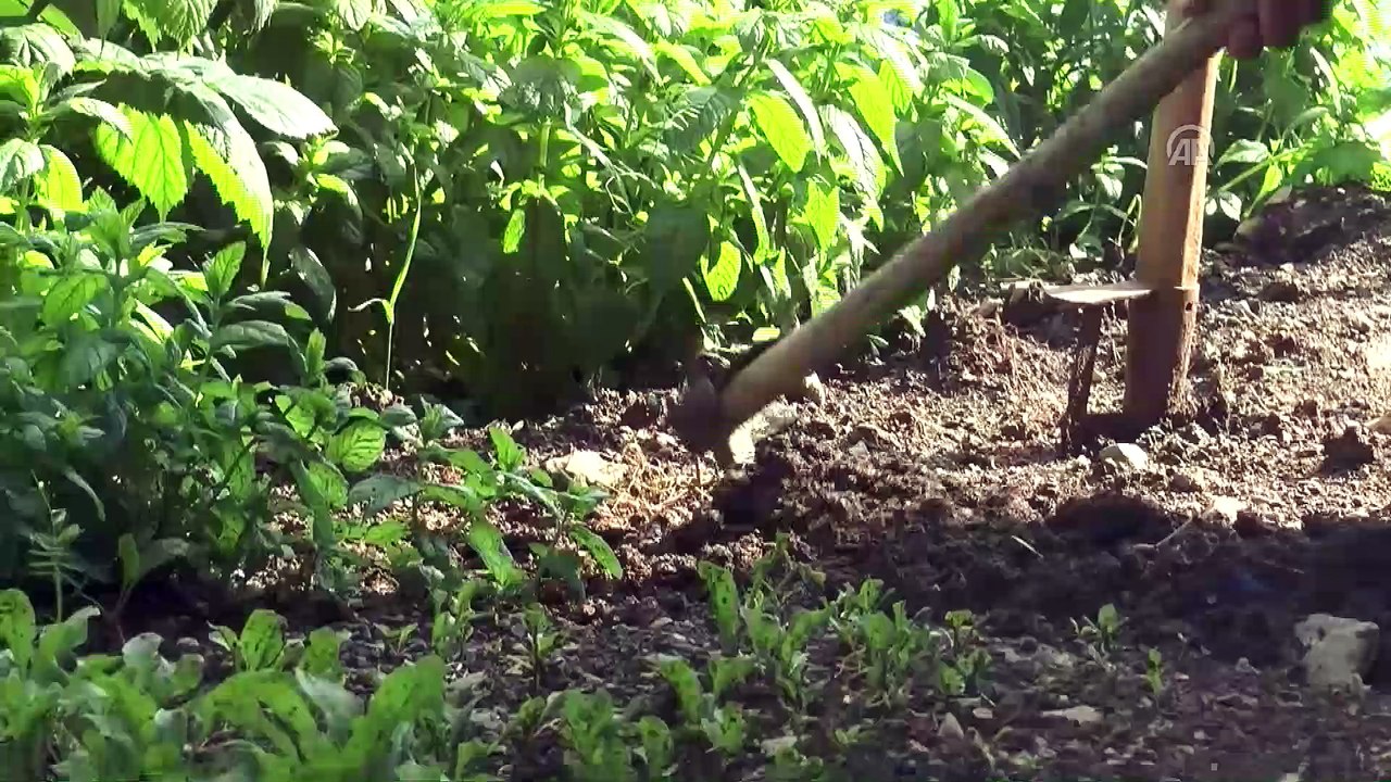 EVLADA ADANAN ÖMÜRLER - 8 çocuğuna hem annelik, hem babalık yapıyor - ŞIRNAK