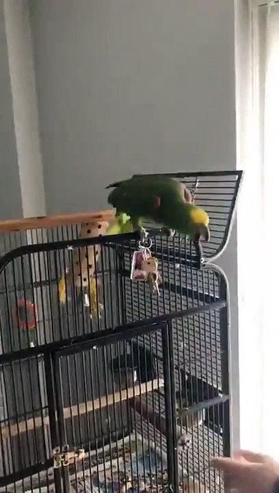 Ce perroquet vole les clefs et ne veut pas les rendre !