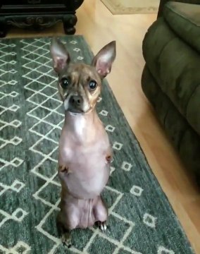 Sans pattes avant ce chien marche.. debout !