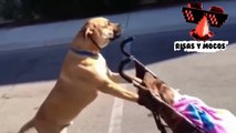 Videos De Risa De Perros Y Bebes Dando Un Paseo Por La Calle - Videos De Risa De Bebes