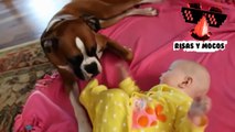 Videos De Perros Y Bebes Tiernos – Perros Siendo Niñeras Increíbles