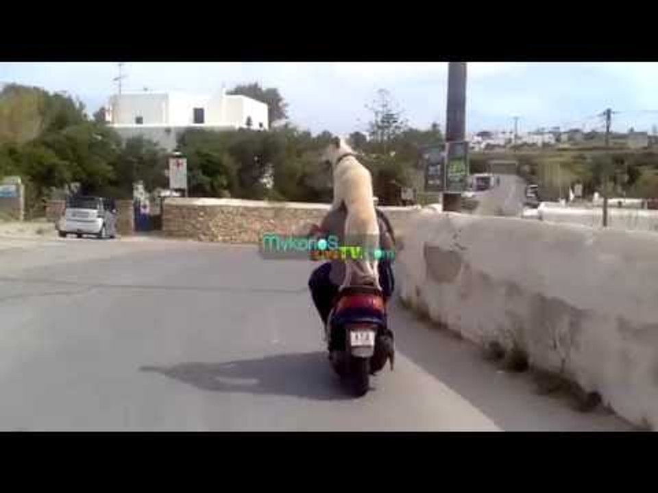 Σκύλος καμικάζι στην Μύκονο! I Kamikazi Dog in Mykonos