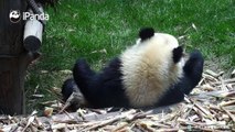 #MoodBoosterQi Yi has just painted her nail so she fetches her bamboo by mouth~Enough, excuse is excuse! She is just being lazy~