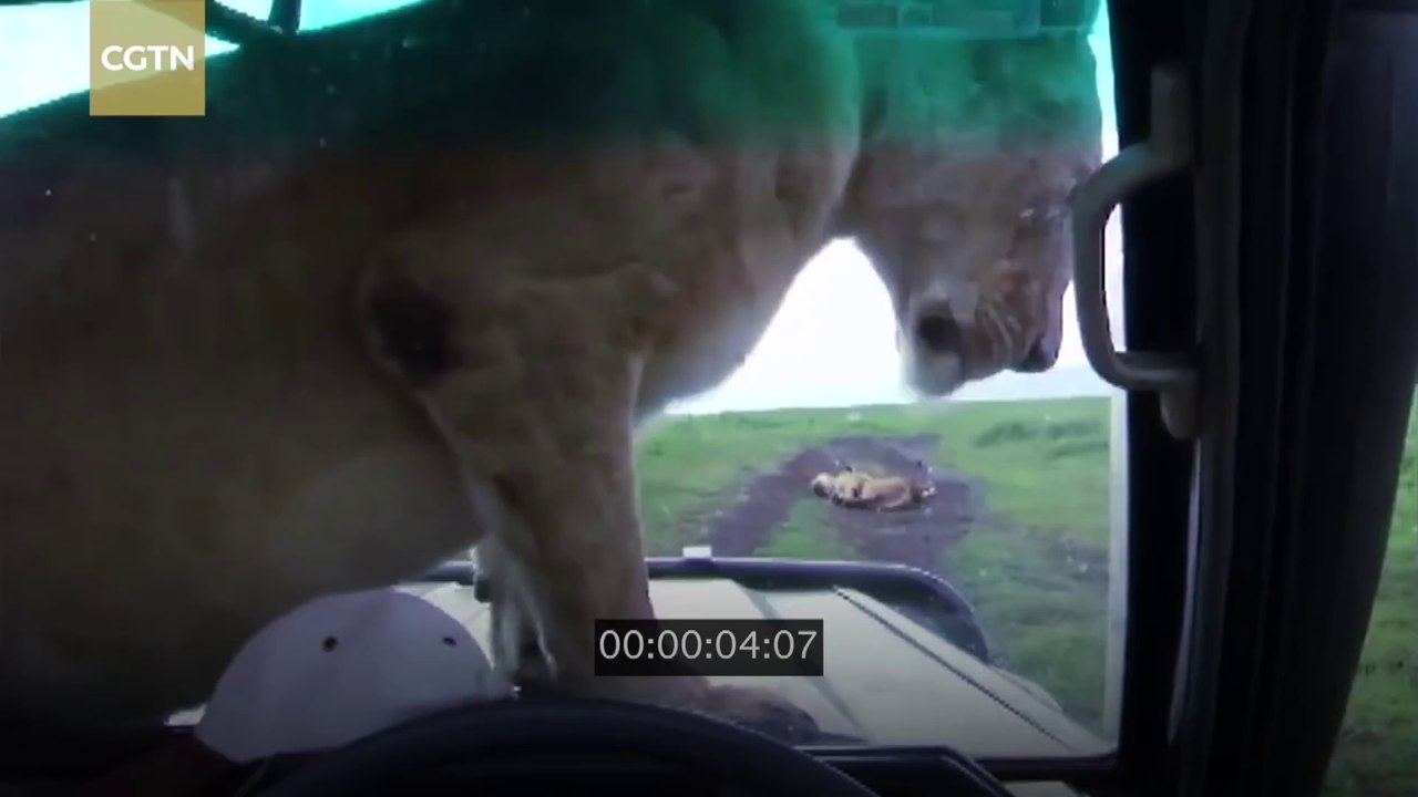 Cette lionne s'installe sur une voiture en plein safari !