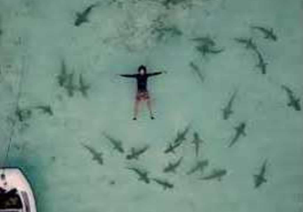 Guy Swims With Blacktip Reef Sharks in French Polynesia