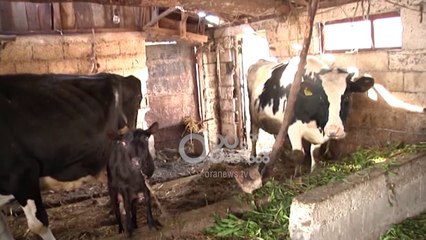 Ora News – Banorët e Novoselës me sytë nga shteti, bagëtitë pa ushqim
