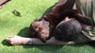 Adorable Chocolate Lab Enjoys Cuddles in the Sunshine