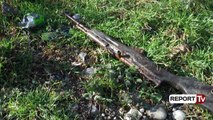 Report TV -   Policia merr në dorëzim armën dhe prangat e gjetura në Valias