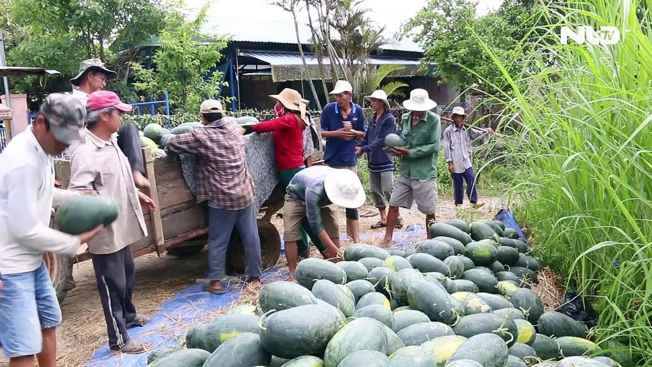 3.000 tấn dưa hấu Quảng Nam chờ “giải cứu”