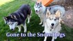 SPRING CLEANING WITH THE HUSKIES | Clean your dogs things!