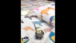 Funny Animals-Bird MEMES