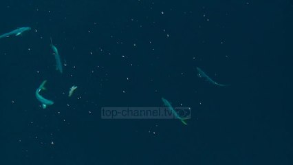 Rriten kuotat për peshkimin; 100 tonë në 2018  - Top Channel Albania - News - Lajme