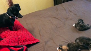 Lilly the Dachshund vs kitten