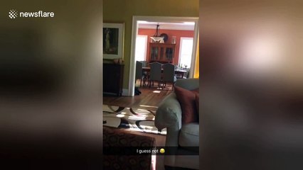 When one dog loves you more than the other