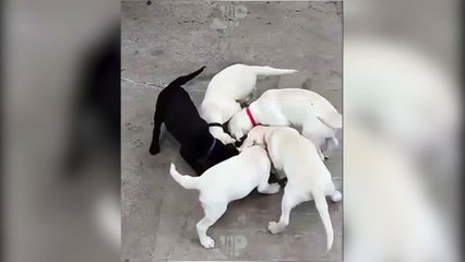 BEST COUB Подборка лучших COUB МАРТ 2018 |  BEST COUB A selection of the best COUB MARCH 2018