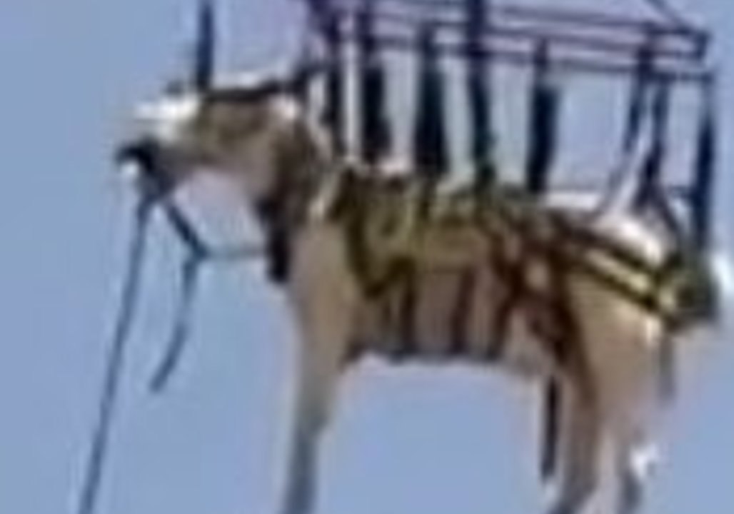 Distressed Horse Airlifted to Safety in Shadow Hills