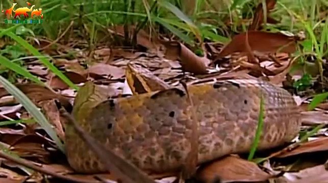 САМЫЕ ОПАСНЫЕ ЖИВОТНЫЕ. Юго-Восточная Азия - Документальный фильм на Amazing Animals TV