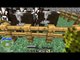 Vida Minecraft - Vaquinhas Encantadas! - Episódio 19