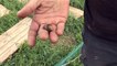 Alpes-de-Haute-Provence : des coquilles brisées par la grêle à la ferme aux escargots de Forcalquier