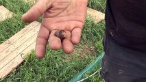 Alpes-de-Haute-Provence : des coquilles brisées par la grêle à la ferme aux escargots de Forcalquier