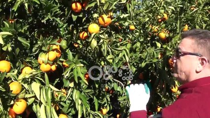 Ora News – Prodhimi i mandarinës në Konispol 30 % më i lartë, shumica shkon për eksport