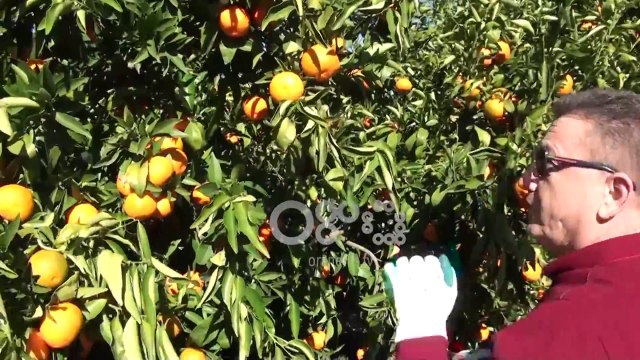 Ora News – Prodhimi i mandarinës në Konispol 30 % më i lartë, shumica shkon për eksport