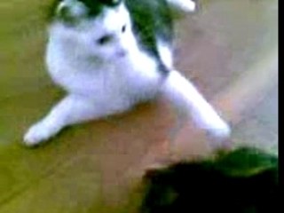 chat contre chien , le calin