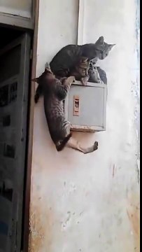 Quand 3 chats veulent grimper sur le même boîtier électrique