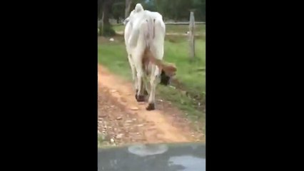 Ce taureau a ses bijoux qui balancent... Même pas mal