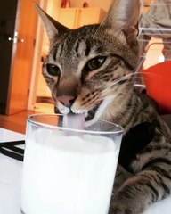 F6 Savannah Cat Drinking Milk