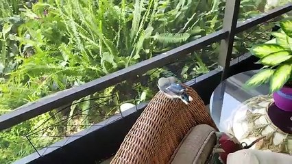 How to train a Baby Bird: I am a NEW MOM!