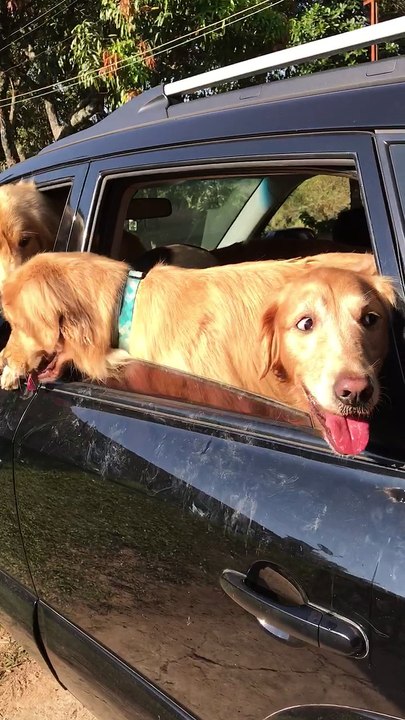 Dogs on Vacation